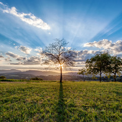 Arbre, rayons du soleil, campagne