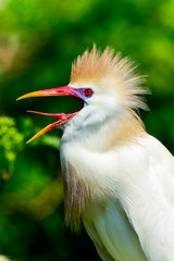 Cattle egret