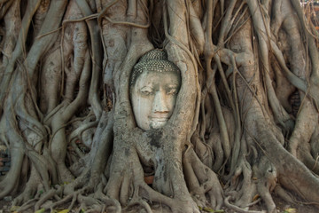 Buddha head in tree vines
