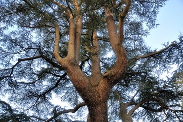 Enorme c&egrave;dre centenaire