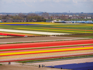 Extensive flower fields of many colors. Keukenhof, Netherlands