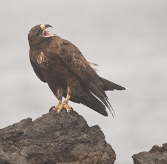 Female Galapagos Hawk