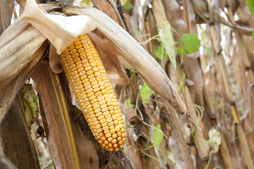 détail épis de maïs dans un champ en automne