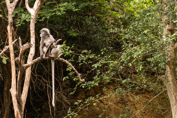 Langur monkeys