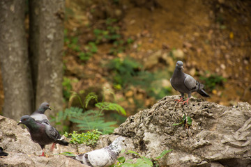 Dove