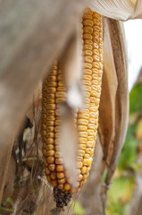 détail épis de maïs dans un champ en automne