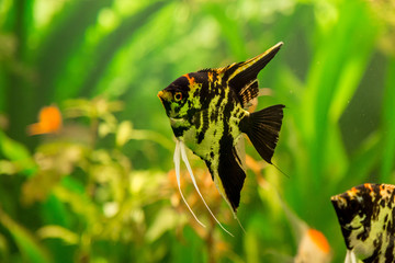 Tropical fish PTEROPHYLLUM SCALARE
