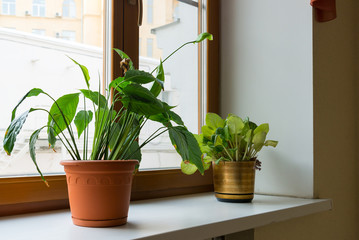 Two potted flower stand on windowsill