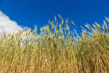 Obraz premium A wheat field, fresh crop of wheat