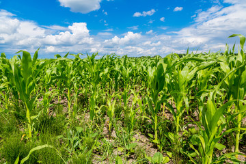 Green corn field
