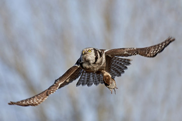 Northern hawk-owl (Surnia ulula)