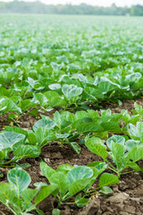 Cabbage field