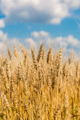 A wheat field, fresh crop of wheat