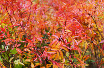 Abstract background of red and orange leaves 3