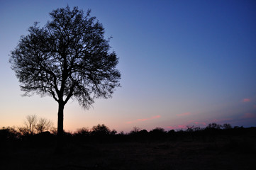 Obraz na płótnie Canvas Sud Africa, 28/09/2009: un albero al tramonto nel Kruger National Park, la più grande riserva naturale del Sudafrica fondata nel 1898 e diventata il primo parco nazionale del Sud Africa nel 1926