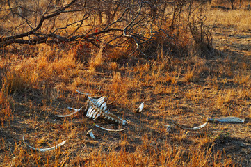 Sud Africa, 28/09/2009: i resti di un bufalo nel Kruger National Park, la più grande riserva...