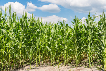 Green corn field