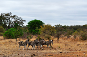 Fototapeta na wymiar Sud Africa, 28/09/2009: un branco di zebre nel Kruger National Park, la più grande riserva naturale del Sudafrica fondata nel 1898 e diventata il primo parco nazionale del Sud Africa nel 1926