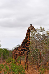 Sud Africa, 28/09/2009: una giraffa nel Kruger National Park, la più grande riserva naturale del Sudafrica fondata nel 1898 e diventata il primo parco nazionale del Sud Africa nel 1926