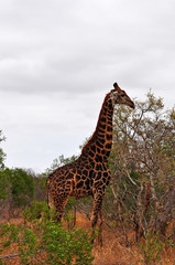 Sud Africa, 28/09/2009: una giraffa nel Kruger National Park, la più grande riserva naturale del Sudafrica fondata nel 1898 e diventata il primo parco nazionale del Sud Africa nel 1926