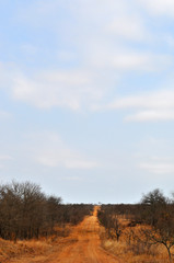Sud Africa, 28/09/2009: una strada sterrata di terra rossa nel Kruger National Park, la più grande riserva naturale del Sudafrica fondata nel 1898 