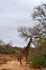 Sud Africa, 28/09/2009: una giraffa nel Kruger National Park, la più grande riserva naturale del Sudafrica fondata nel 1898 e diventata il primo parco nazionale del Sud Africa nel 1926