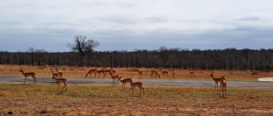 Sud Africa, 28/09/2009: un branco di antilopi nel Kruger National Park, la più grande riserva...