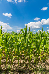 Green corn field