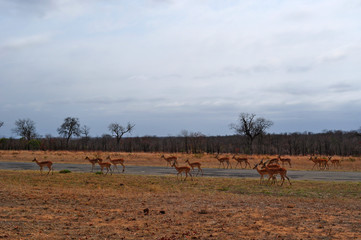 Fototapeta na wymiar Sud Africa, 28/09/2009: un branco di antilopi nel Kruger National Park, la più grande riserva naturale del Sudafrica fondata nel 1898 e diventata il primo parco nazionale del Sud Africa nel 1926