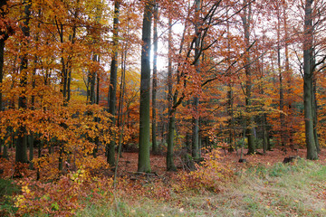 Autumn forest / Fall in forest. Beautiful autumn forest.