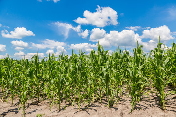 Green corn field