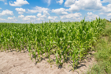 Green corn field
