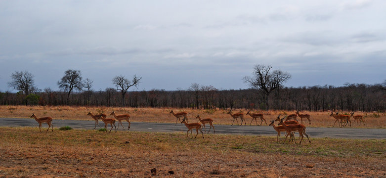 Sud Africa, 28/09/2009: un branco di antilopi nel Kruger National Park, la più grande riserva naturale del Sudafrica fondata nel 1898 e diventata il primo parco nazionale del Sud Africa nel 1926