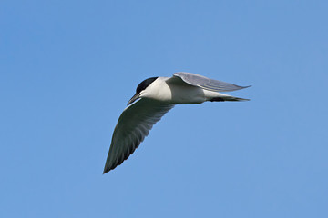 Gull-billed tern (Gelochelidon nilotica)