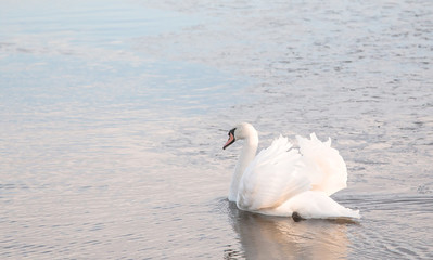 swan swimming in a lake