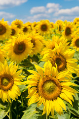 sun flowers field in Ukraine sunflowers