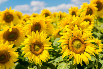sun flowers field in Ukraine sunflowers
