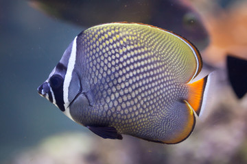 Red-tailed butterflyfish (Chaetodon collare)