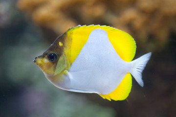 Obraz premium Pyramid butterflyfish (Hemitaurichthys polylepis).