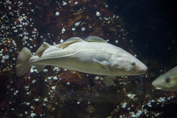 Atlantic cod (Gadus morhua).