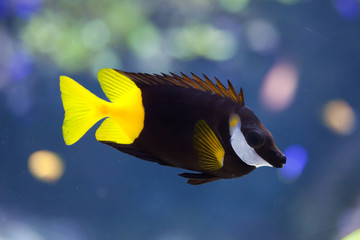 Bicolored foxface (Siganus uspi).