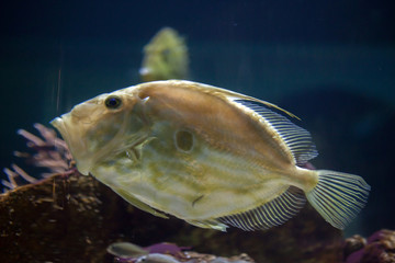 Obraz premium John Dory (Zeus faber)
