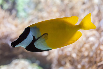 Fototapeta na wymiar Foxface rabbitfish (Siganus vulpinus).