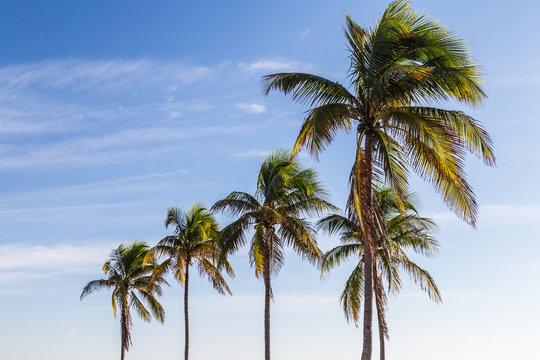 five palm trees/palm trees against beautiful blue sky. 