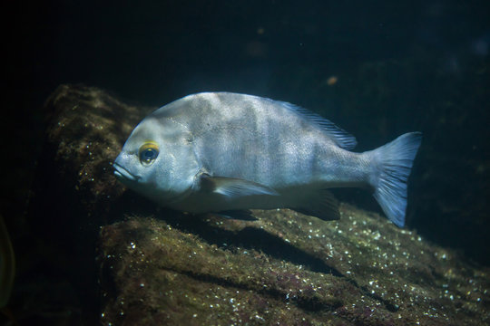 Rubberlip grunt (Plectorhinchus mediterraneus).