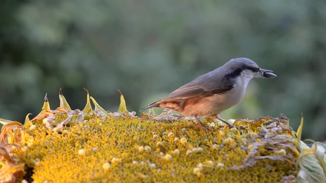 Different birds, pecking seeds of sunflower.