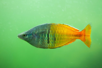 Fototapeta premium Boeseman's rainbowfish (Melanotaenia boesemani).