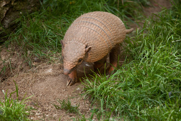 Six-banded armadillo (Euphractus sexcinctus)