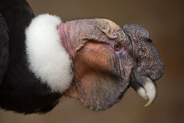 Andean condor (Vultur gryphus).