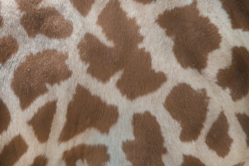 Kordofan giraffe (Giraffa camelopardalis antiquorum). Skin textu